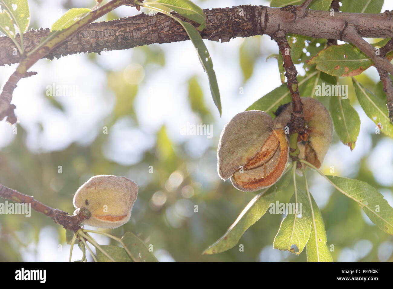 Ripe almonds hi-res stock photography and images - Alamy