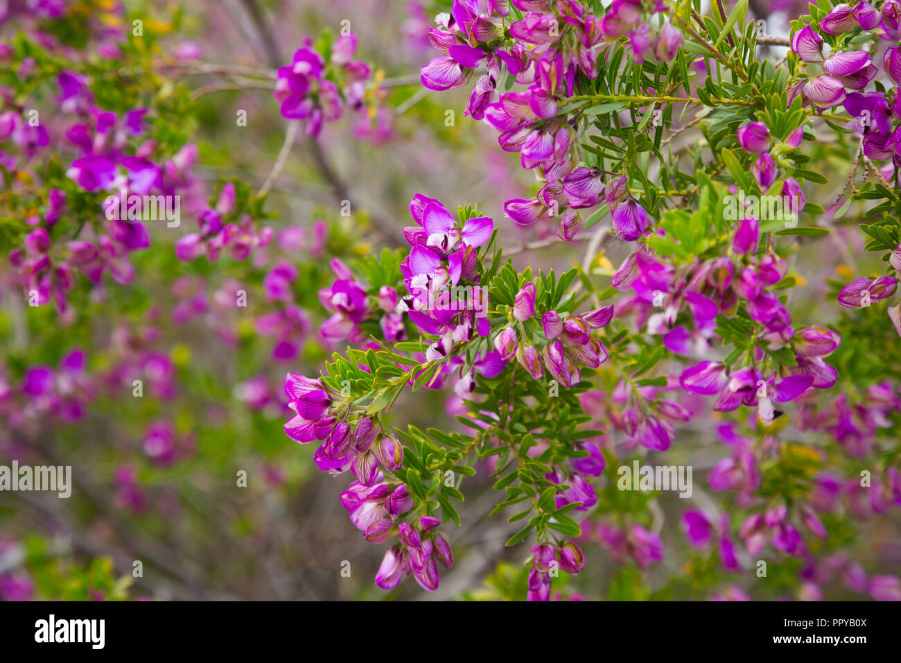 dense amount of little bright pnk flowers polygala myrtifolia in the park Stock Photo