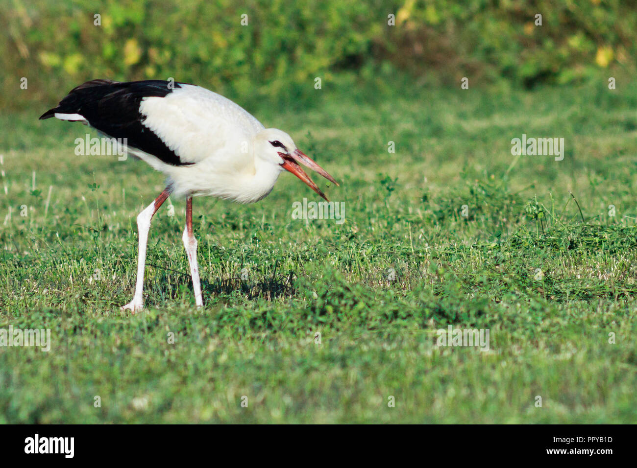 white storck (Ciconia ciconia) on green field eating small worms Stock Photo