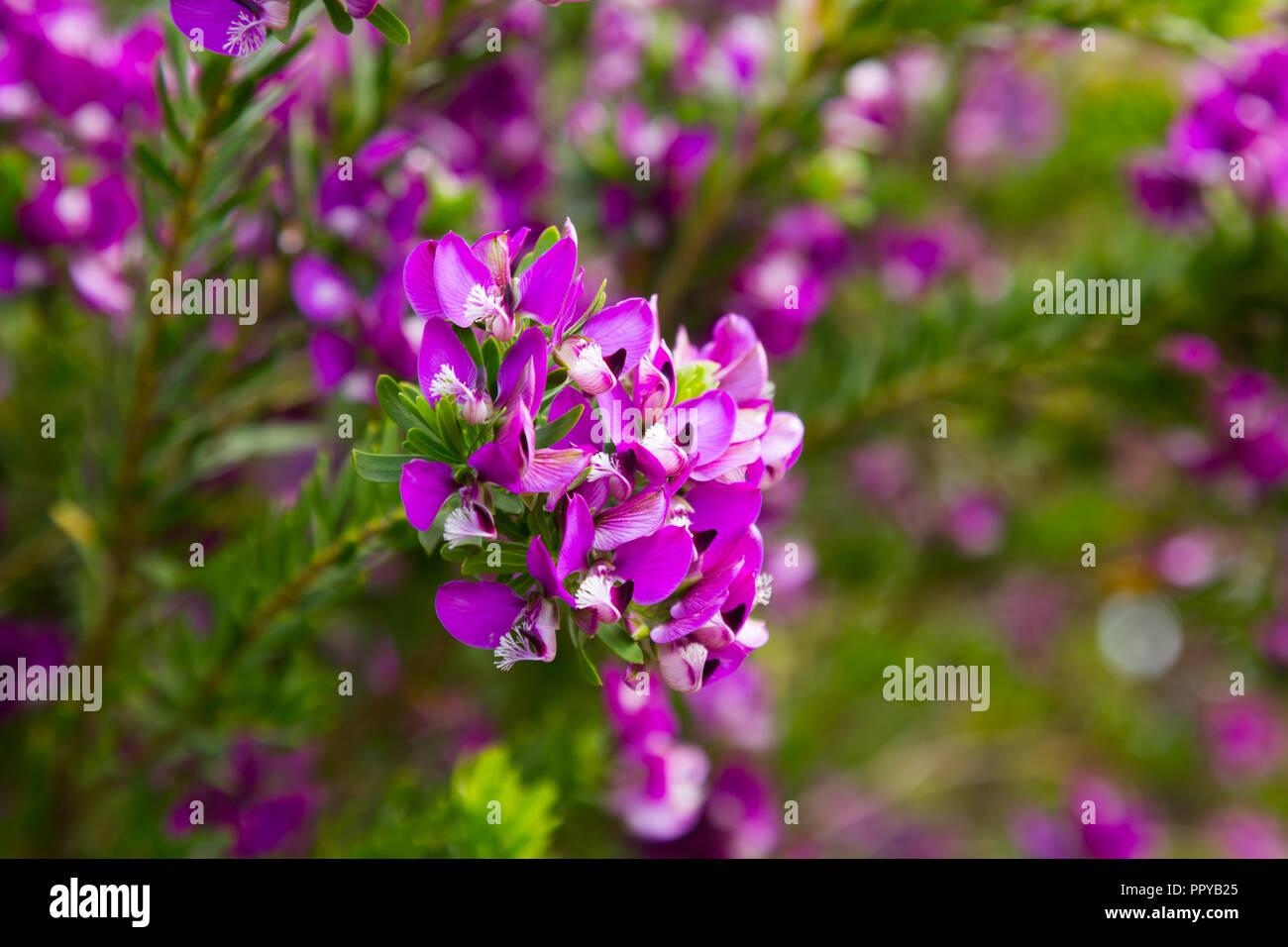 Many small pink flowers polygala myrtifolia in the flowerbed Stock Photo