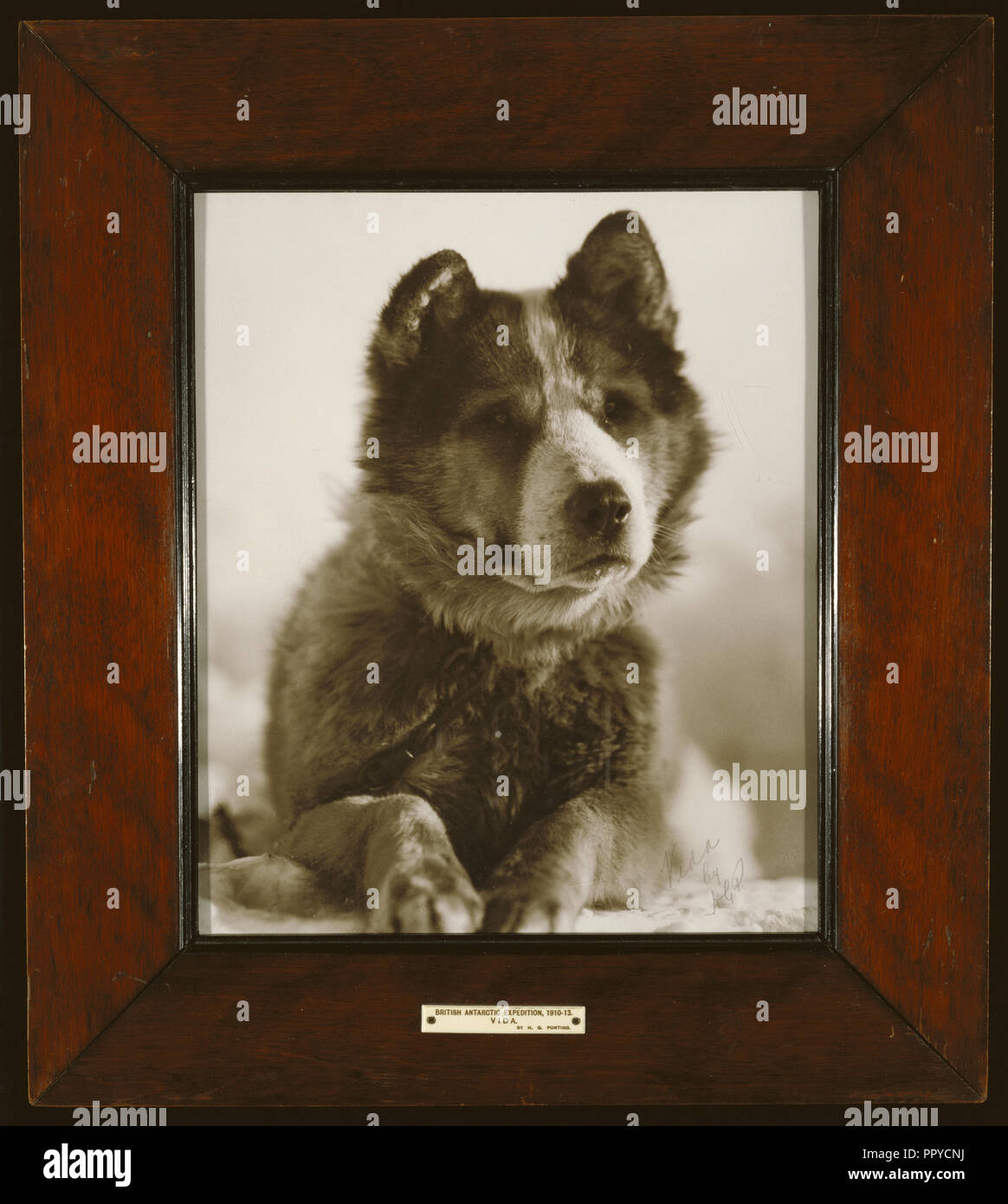 Vida , one of the best of the dogs used by Capt. Smith on his South Pole Expedition, 1910 - 1913, Herbert G. Ponting, British Stock Photo
