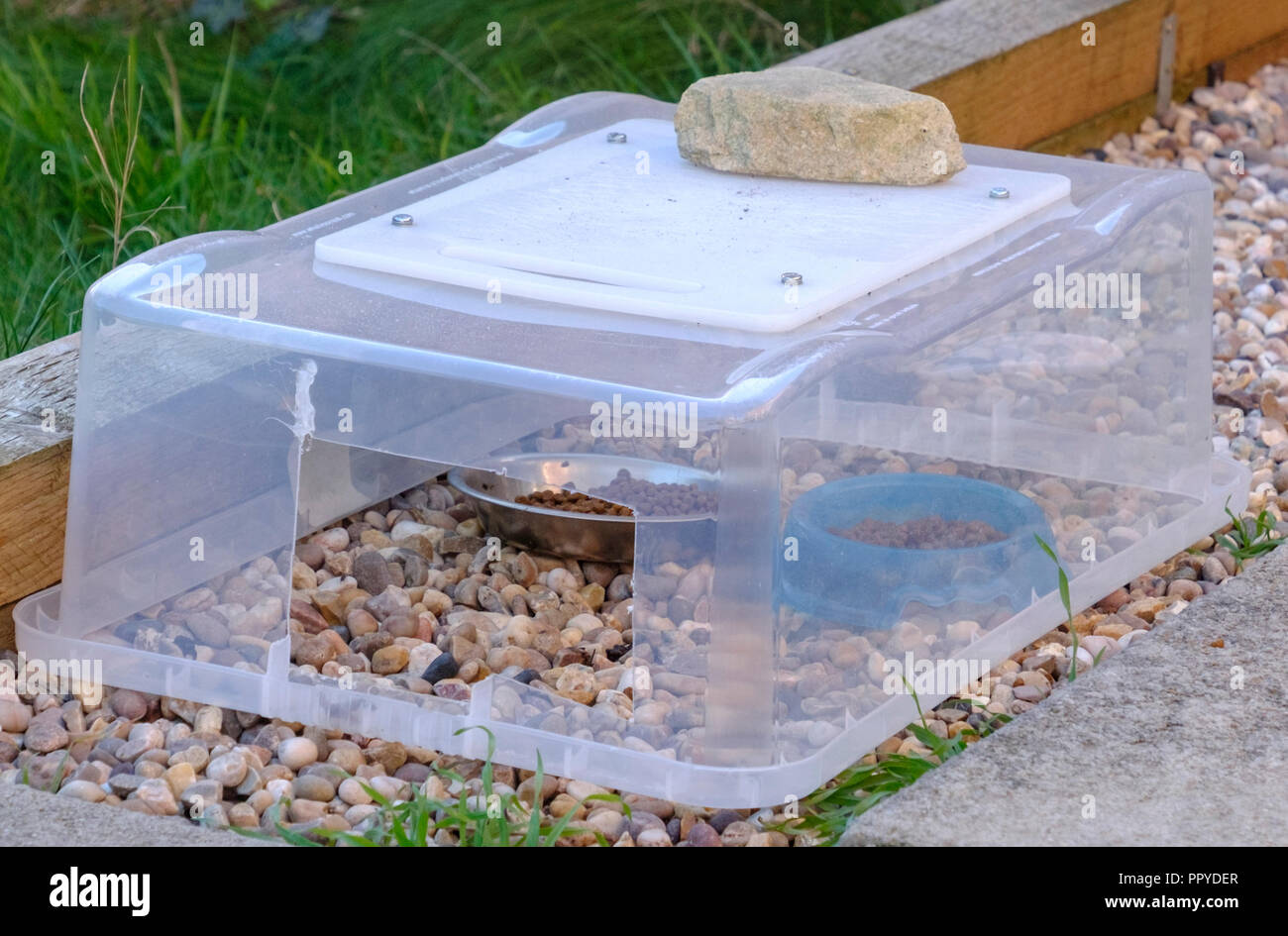 A Garden Hedgehog feeding station Stock Photo Alamy