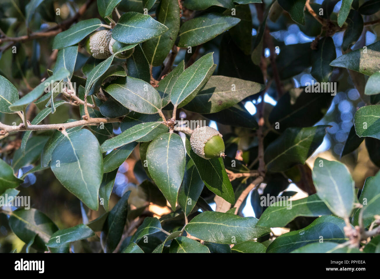 Acorns on a Holm Oak, aka Evergreen Oak, Holly Oak in The Byes, Sidmouth. Quercus ilex Stock Photo