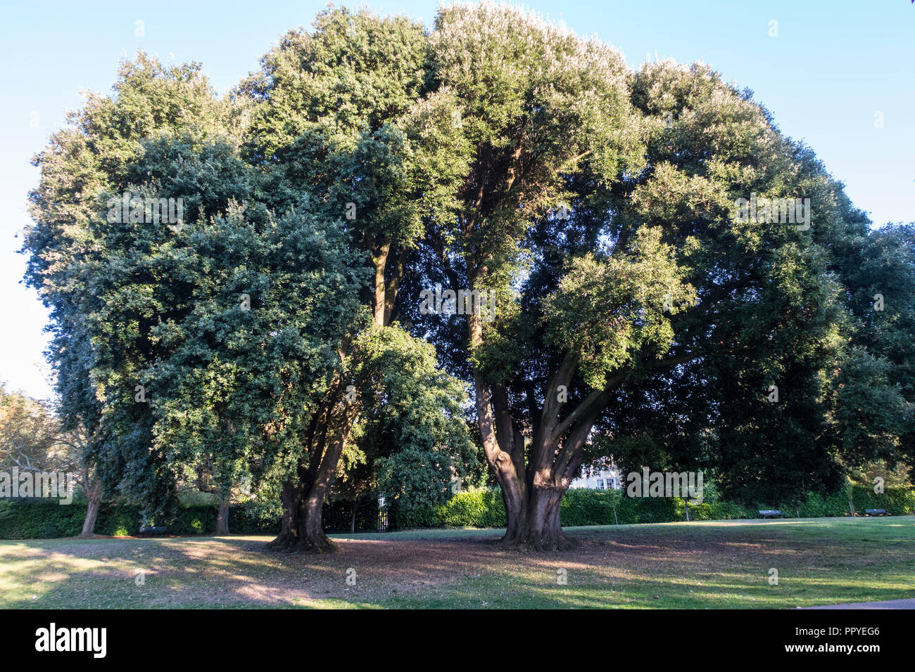 A pair of Holm Oaks, aka Evergreen Oak, Holly Oak in The Byes, Sidmouth. Quercus ilex Stock Photo