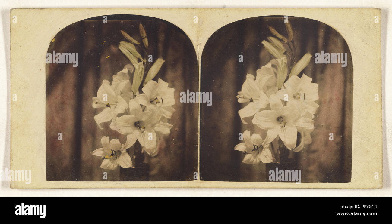 Lilies; about 1865; Hand-colored Albumen silver print Stock Photo