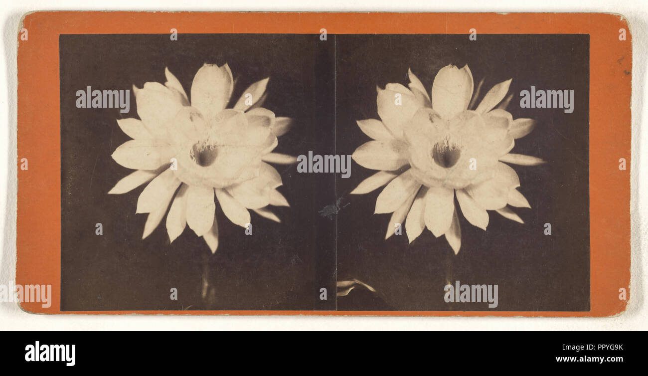 Flower; about 1880; Albumen silver print Stock Photo