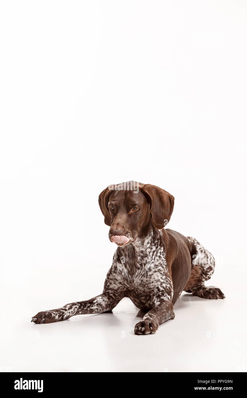 German Shorthaired Pointer Kurzhaar Puppy Dog Isolated On White