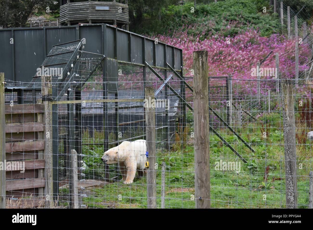 Polar Bear at The Highland Wildlife Park, Kingussie, Highland, Scotland Stock Photo