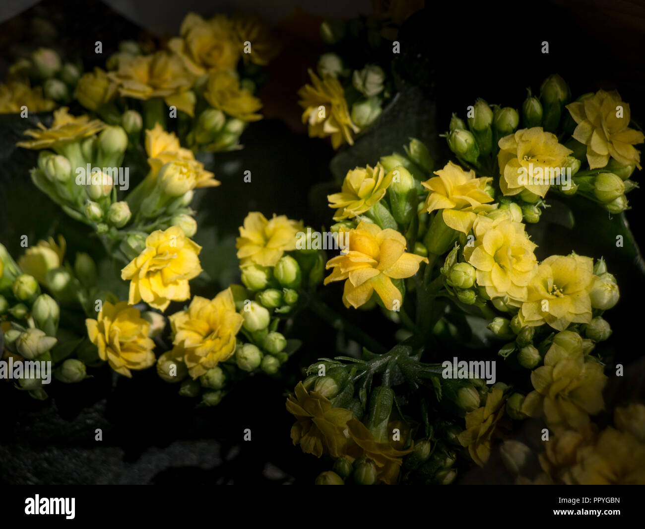 Beautiful fresh flowers as a nature background Stock Photo - Alamy