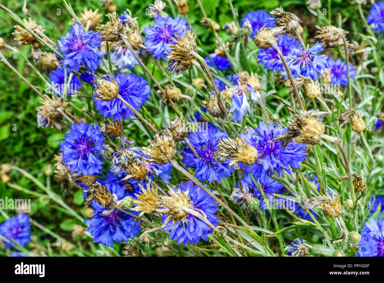Cornflower, Centaurea cyanus in blue annual flower bed Stock Photo Alamy