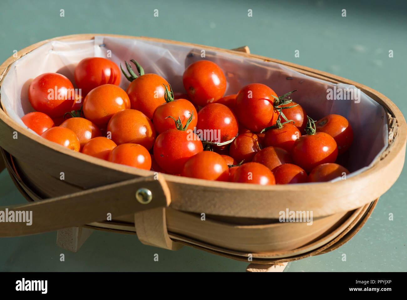 Gardener's delight tomatoes in a trug basket Stock Photo Alamy