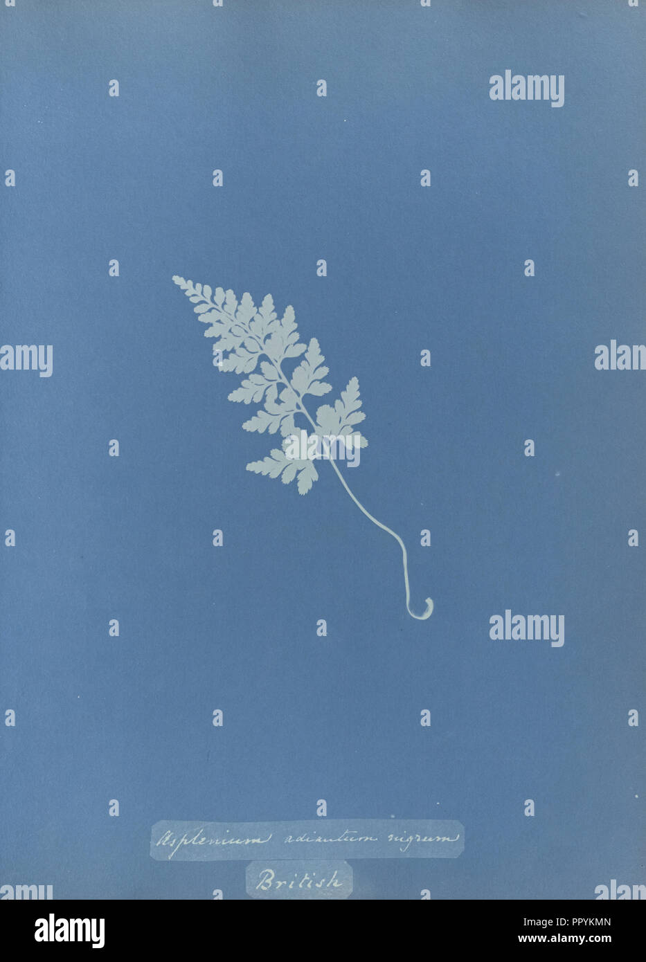 Asplenium adiantum nigrum, British; Anna Atkins, British, 1799 - 1871, England; 1853; Cyanotype; 25.4 × 19.4 cm 10 × 7 5,8 in Stock Photo