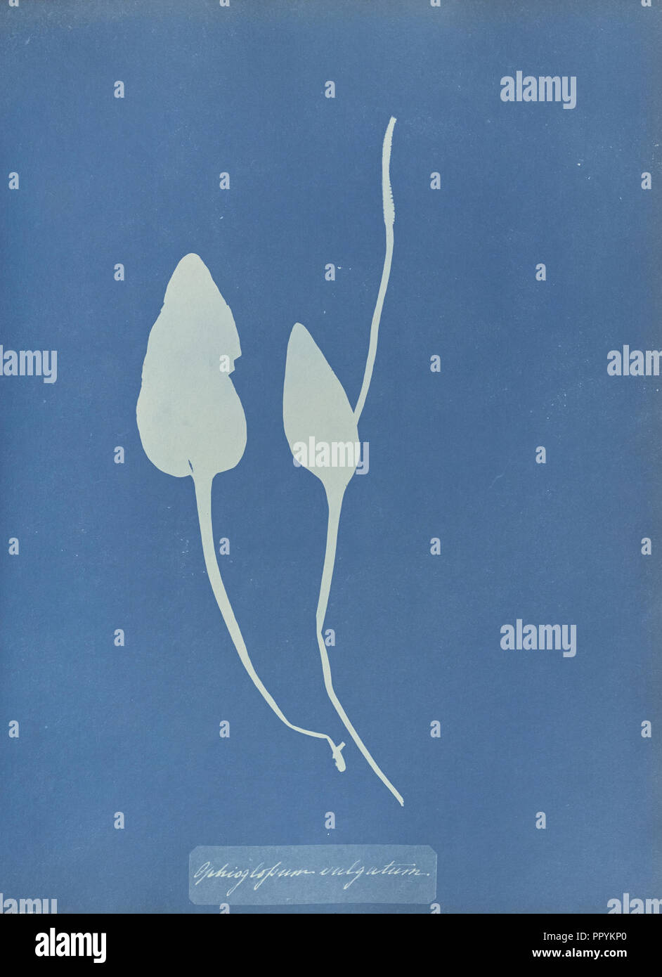 Ophioglossum vulgatum; Anna Atkins, British, 1799 - 1871, England; 1853; Cyanotype; 25.4 × 19.4 cm 10 × 7 5,8 in Stock Photo