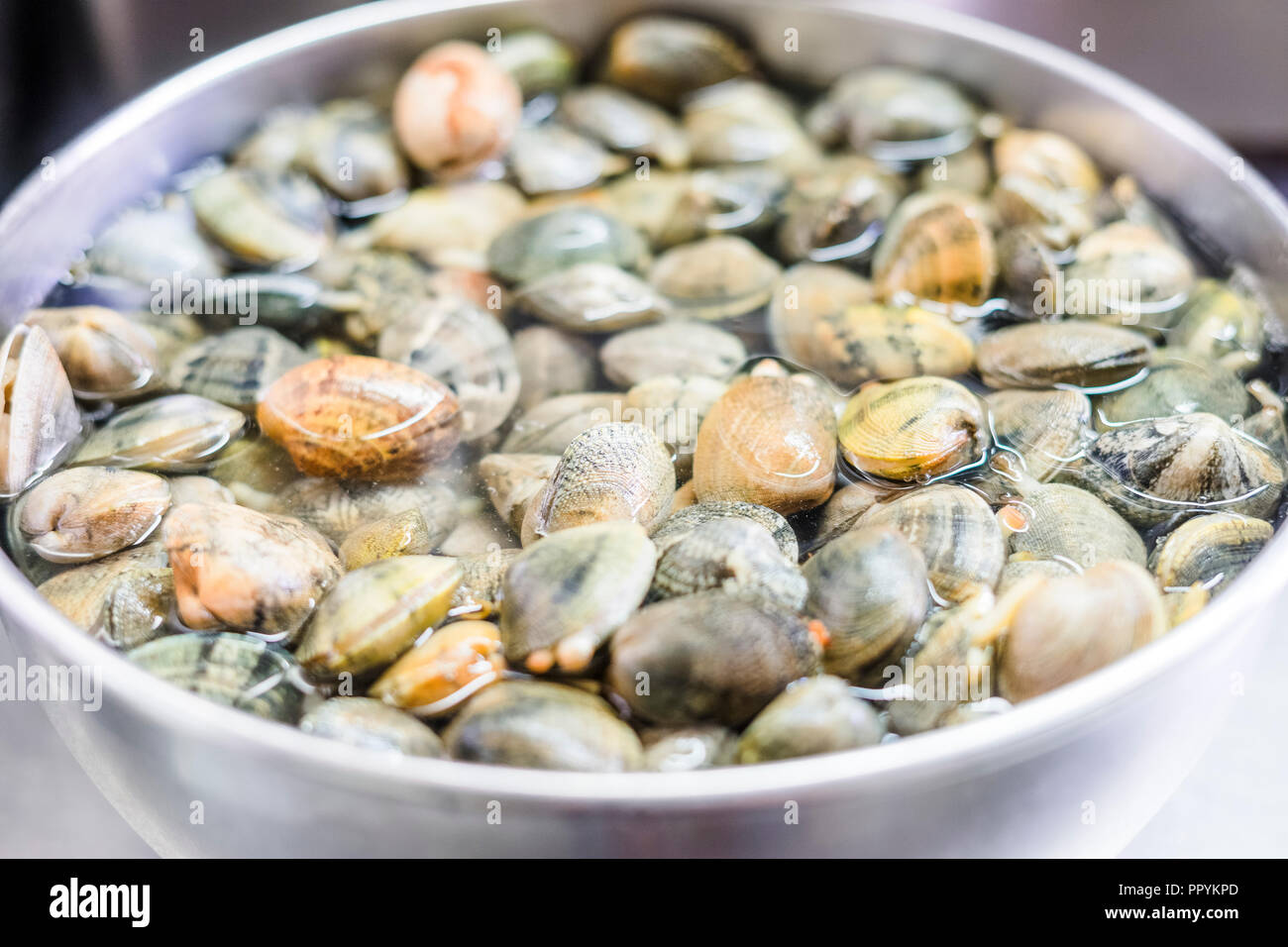 Clams In Water