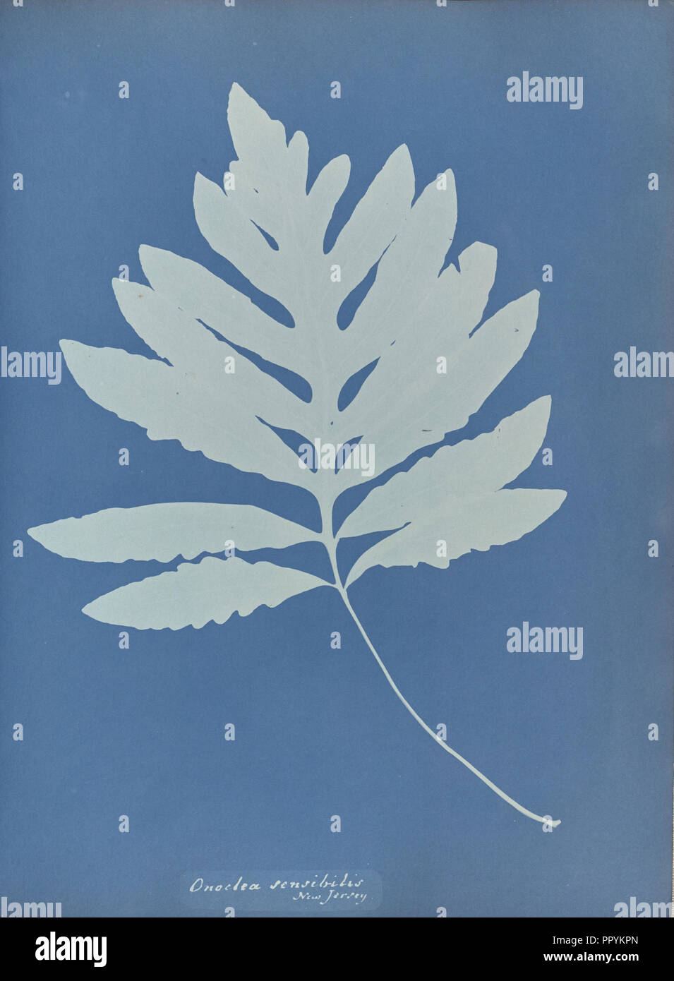 Onoclea sensibilis, New Jersey; Anna Atkins, British, 1799 - 1871, England; 1853; Cyanotype; 25.4 × 19.4 cm 10 × 7 5,8 in Stock Photo