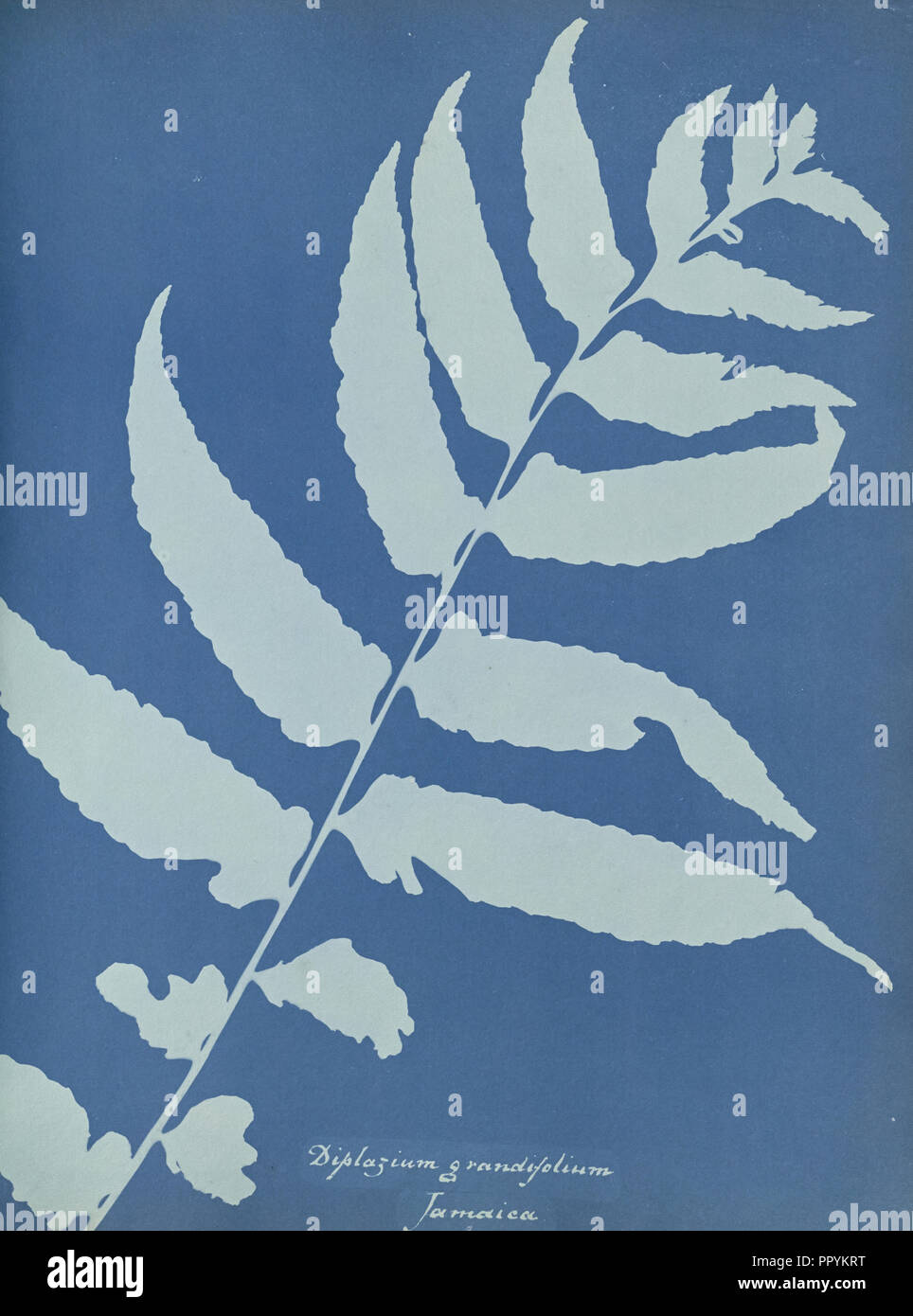Diplazium grandifolium, Jamaica; Anna Atkins, British, 1799 - 1871, England; 1853; Cyanotype; 25.4 × 19.4 cm 10 × 7 5,8 in Stock Photo