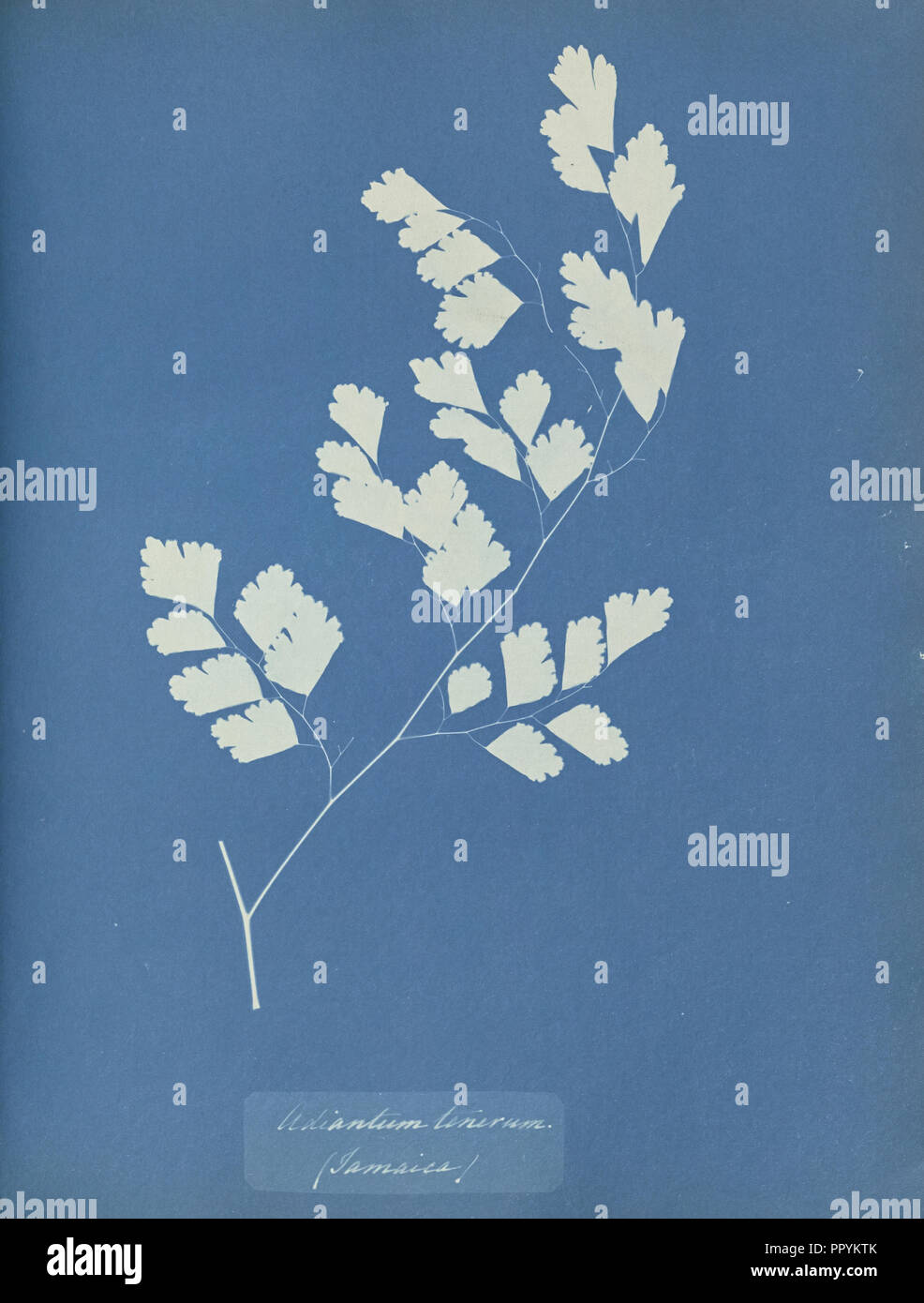 Adiantum tenerum, Jamaica; Anna Atkins, British, 1799 - 1871, England; 1853; Cyanotype; 25.4 × 19.4 cm 10 × 7 5,8 in Stock Photo