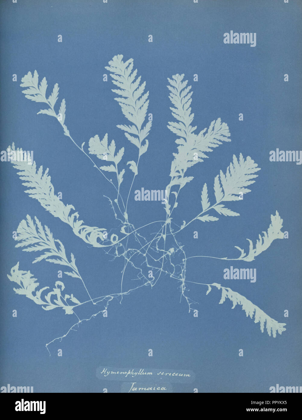 Hymenophyllum sericeum, Jamaica; Anna Atkins, British, 1799 - 1871, England; 1853; Cyanotype; 25.4 × 19.4 cm 10 × 7 5,8 in Stock Photo