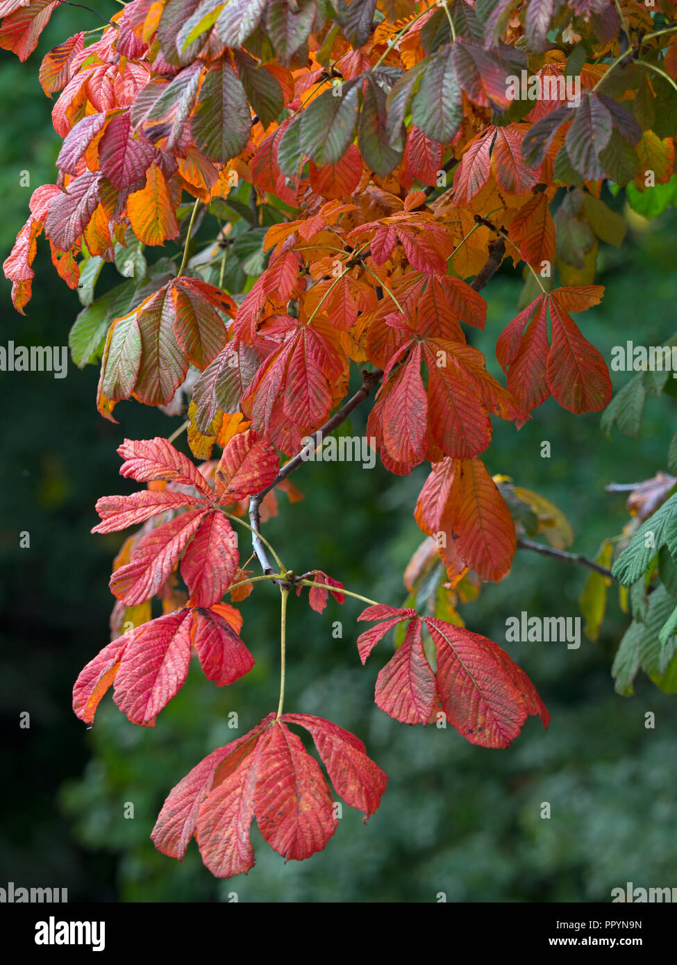 Horse Chestnut Castanea sativa Autumn Leaves Stock Photo
