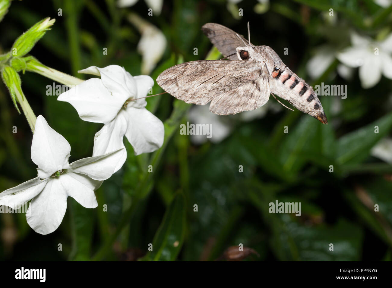 tobacco hawk moths feed exclusively When laying their eggs, hawkmoths avoid plants that smell of caterpillar feces Hummingbird hawk-moth feeds on honeysuckle