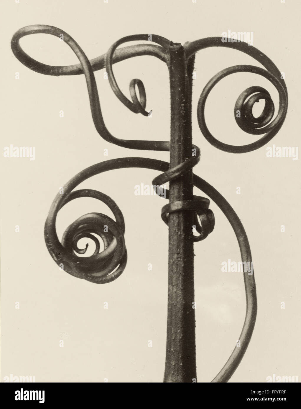 Cucurbita; Karl Blossfeldt, German, 1865 - 1932, Berlin, Germany; 1928; Gelatin silver print; 25.9 × 20.3 cm, 10 3,16 × 8 in Stock Photo