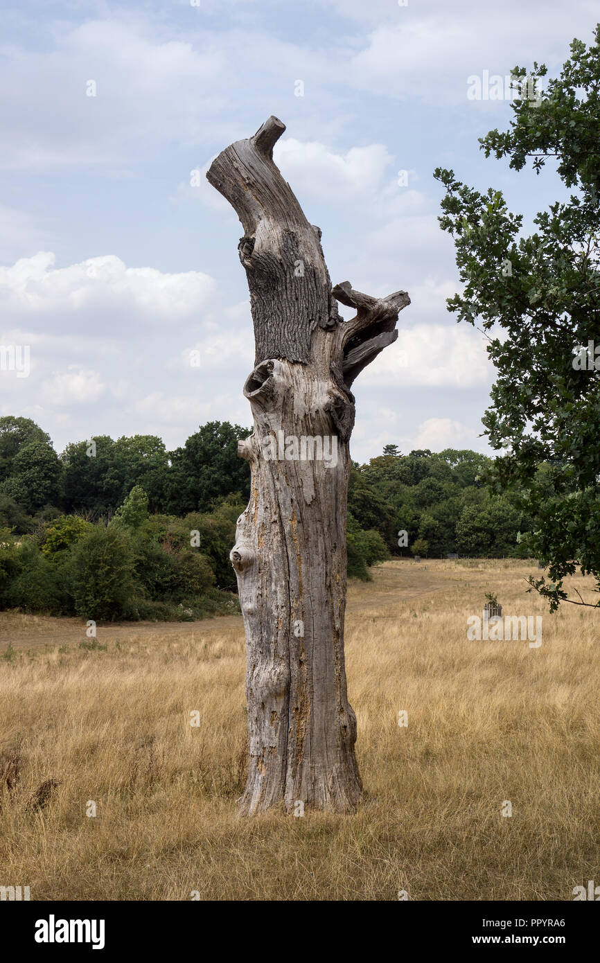 A dead tree trunk in Pishiobury Park in Sawbridgeworth, Hertfordshire