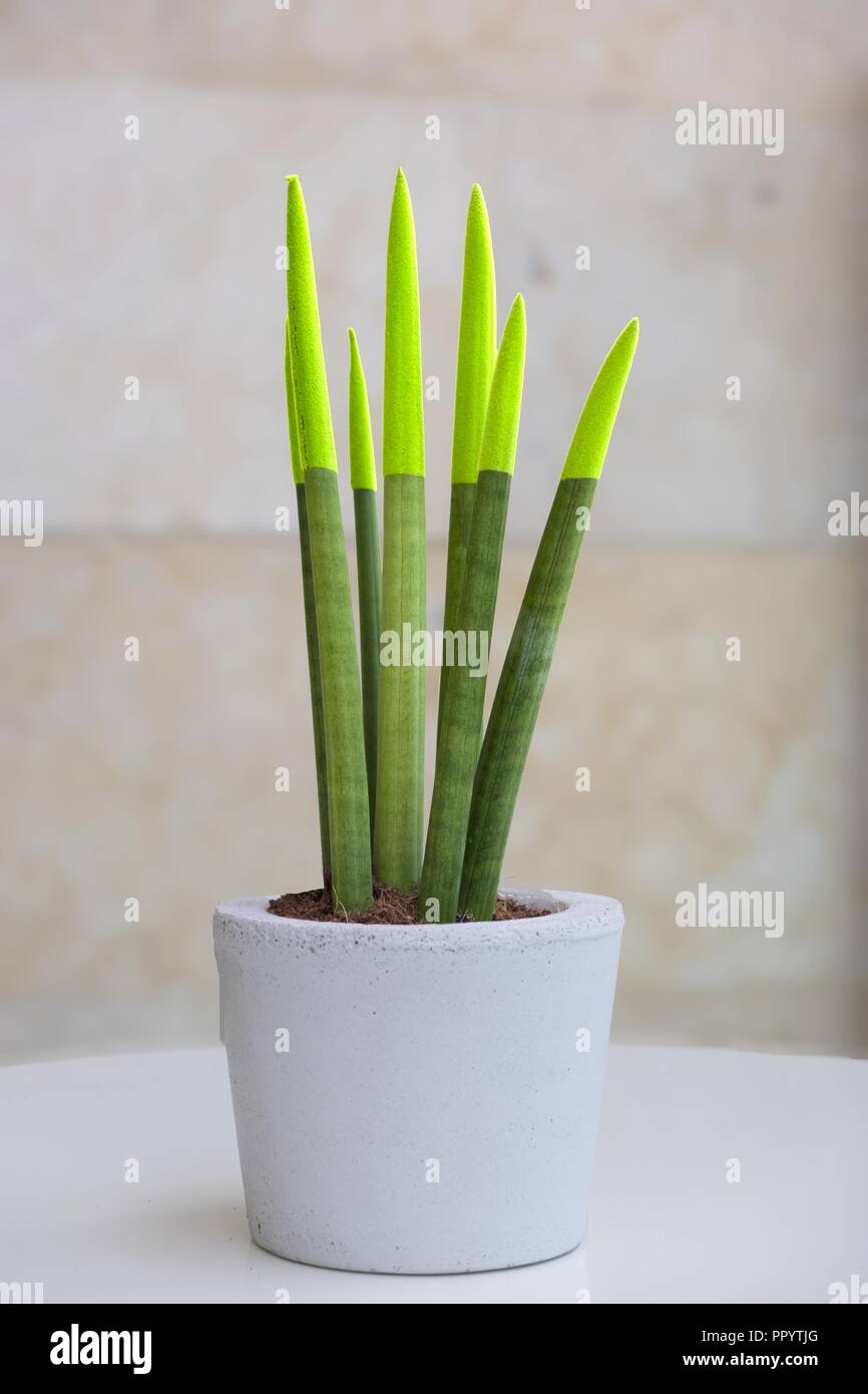 orchids plant price Artisan Ventanas Orchid Planter Small 10 pcs/unit. Unit Price: $47.80 – Big  Grass main image 1