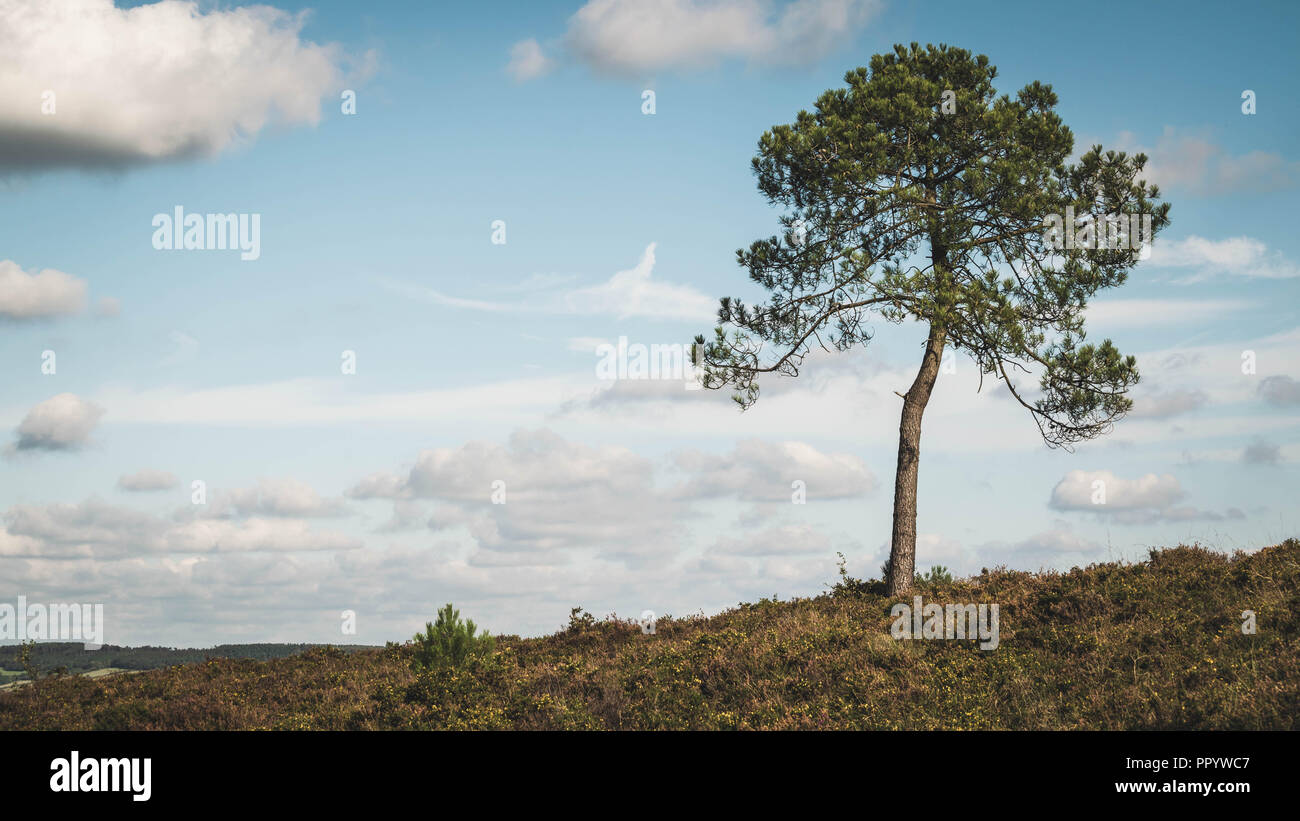Pebblebed heath devon hires stock photography and images Alamy