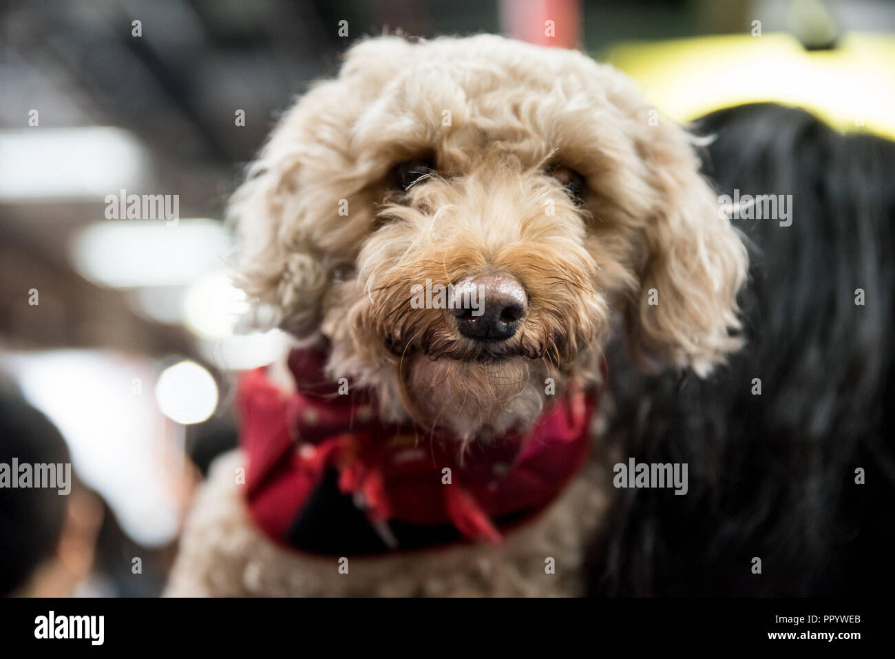 Pet exhibition show in Taiwan. The visitors can bring their pet, dogs