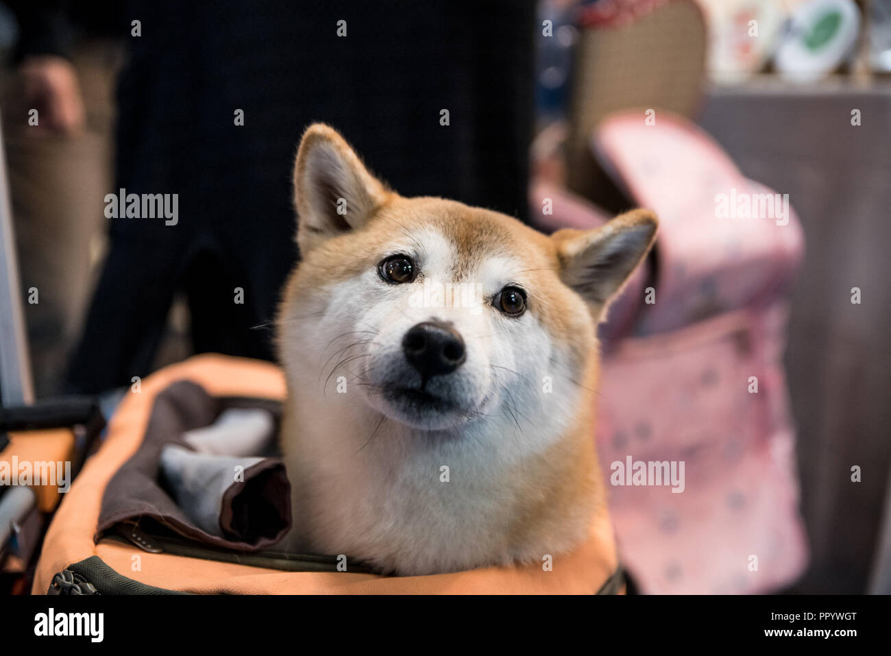 Pet exhibition show in Taiwan. The visitors can bring their pet, dogs