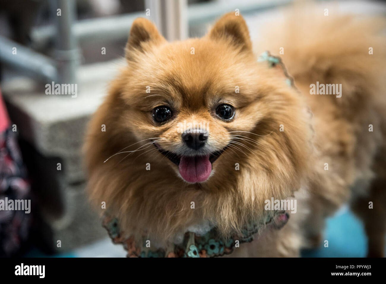 Pet exhibition show in Taiwan. The visitors can bring their pet, dogs