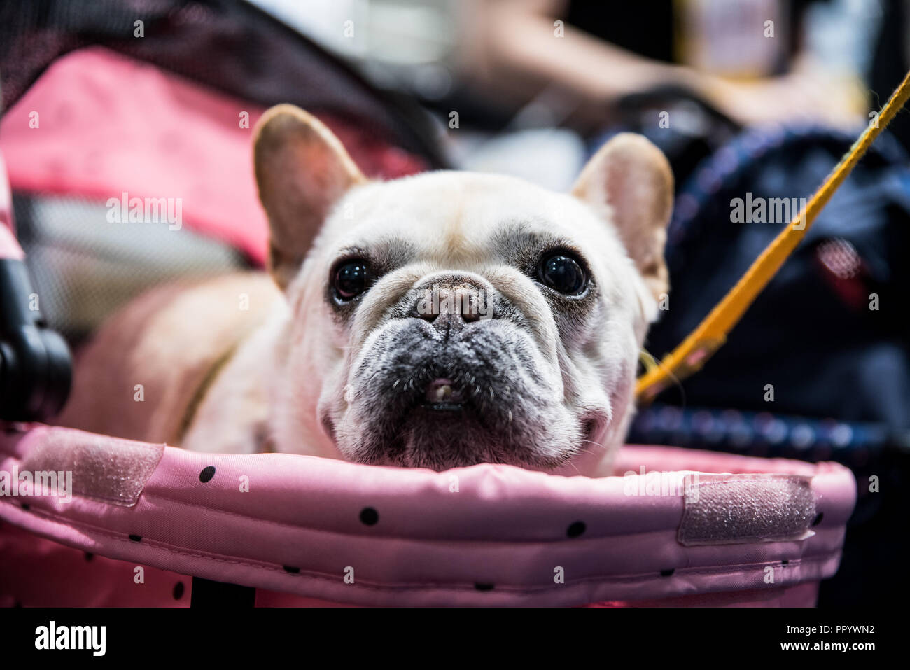Pet exhibition show in Taiwan. The visitors can bring their pet, dogs