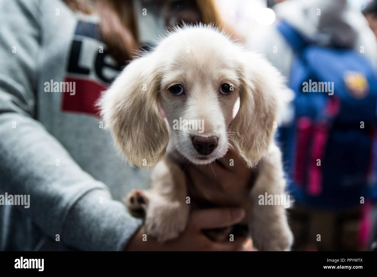 Pet exhibition show in Taiwan. The visitors can bring their pet, dogs