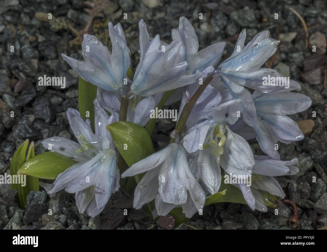 Scilla mischtschenkoana - spring-flowering bulbous plant from the southern Caucasus. Stock Photo
