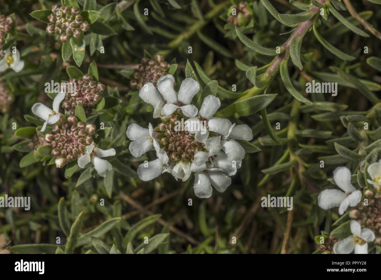 An endemic candytuft, Iberis saxatilis ssp. cinerea, Spain. Stock Photo