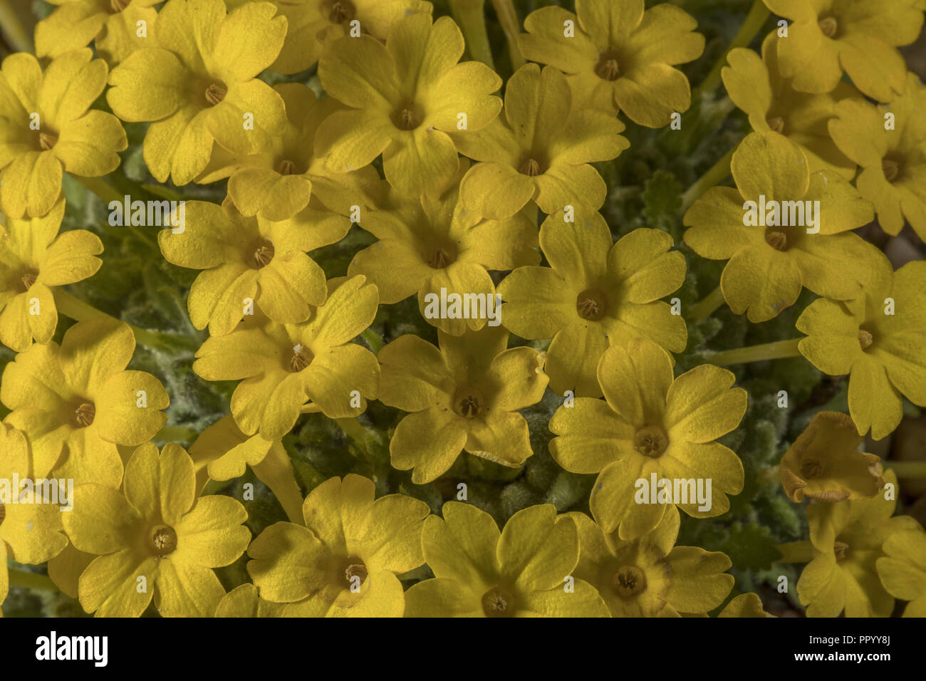 Aretioid dionysia, Dionysia aretioides in flower, from northern Iran. Stock Photo