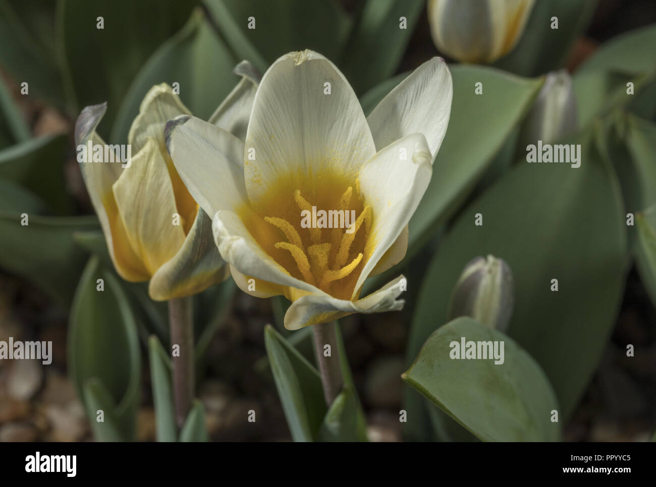 Water-lily tulip, tulipa kaufmanniana in flower in spring. Stock Photo