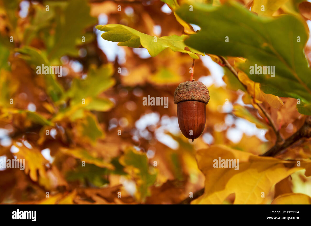 Acorn on a branch of a tree with yellow and green oak leaves, under a