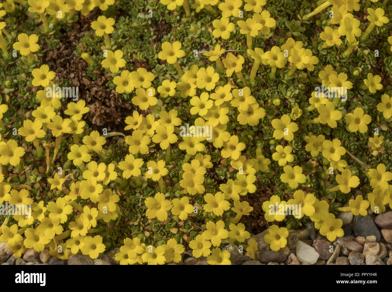 A dionysia, Dionysia tapetodes from Iran. In cultivation. Stock Photo