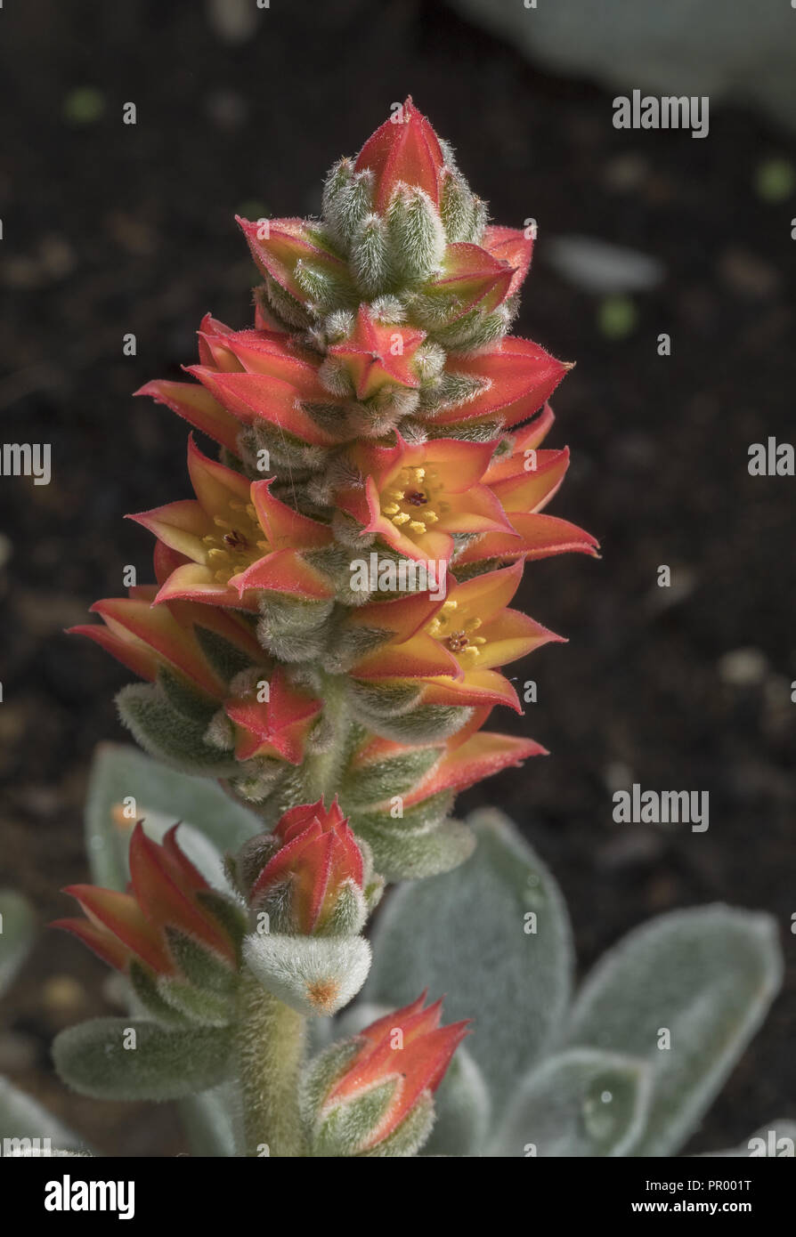 Chenille Plant, Echeveria leucotricha, in flower; succulent from Mexico. Stock Photo