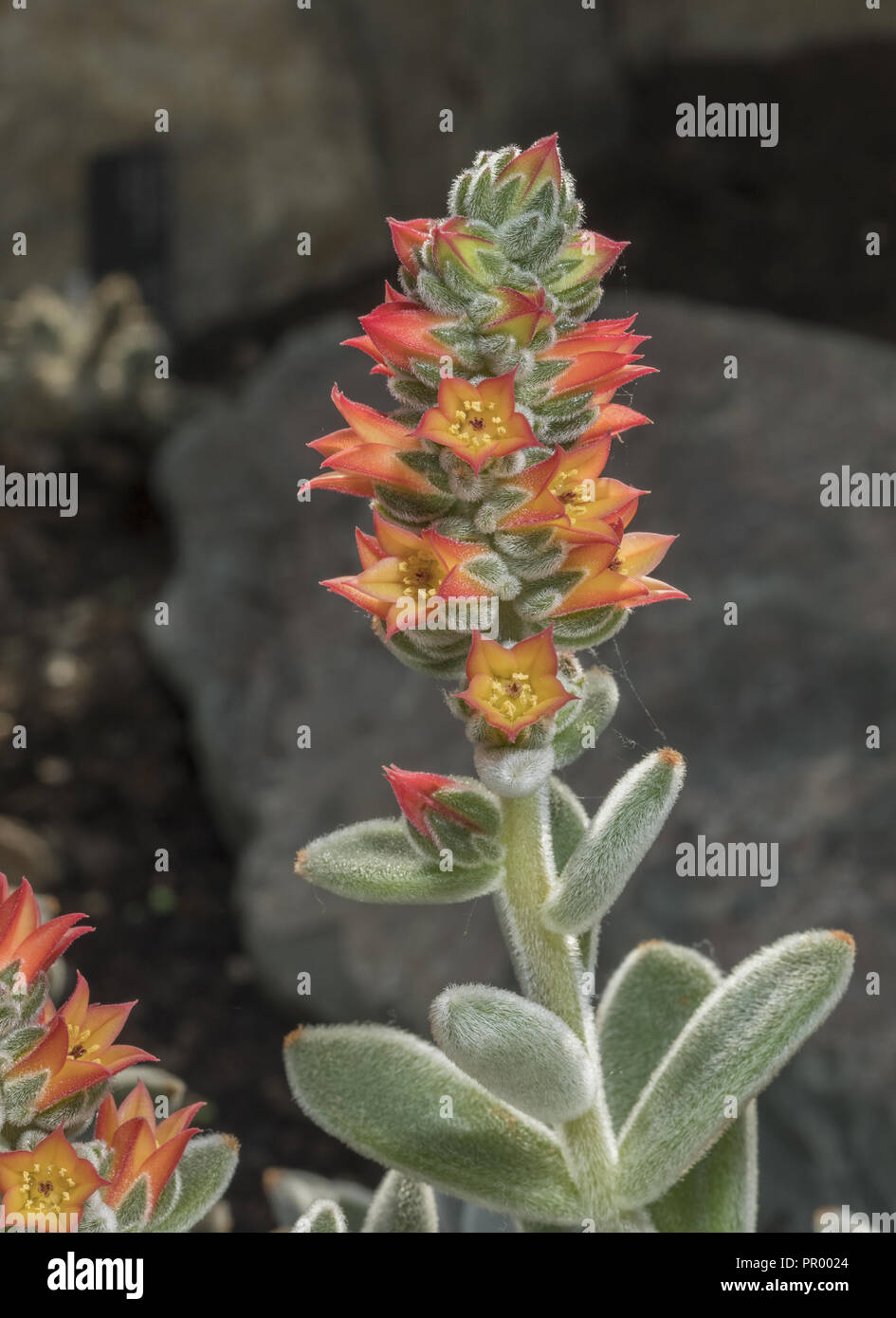 Chenille Plant, Echeveria leucotricha, in flower; succulent from Mexico. Stock Photo