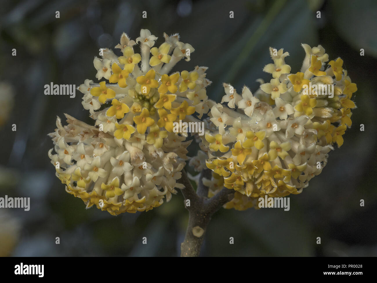 Oriental paperbush, Edgeworthia chrysantha, in flower in early spring.  Source of Mitsumata paper. Stock Photo