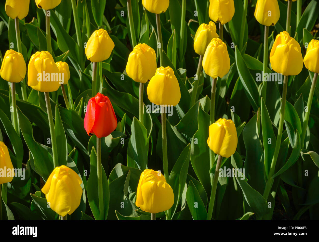 one red Tulip among yellow on a green background Stock Photo