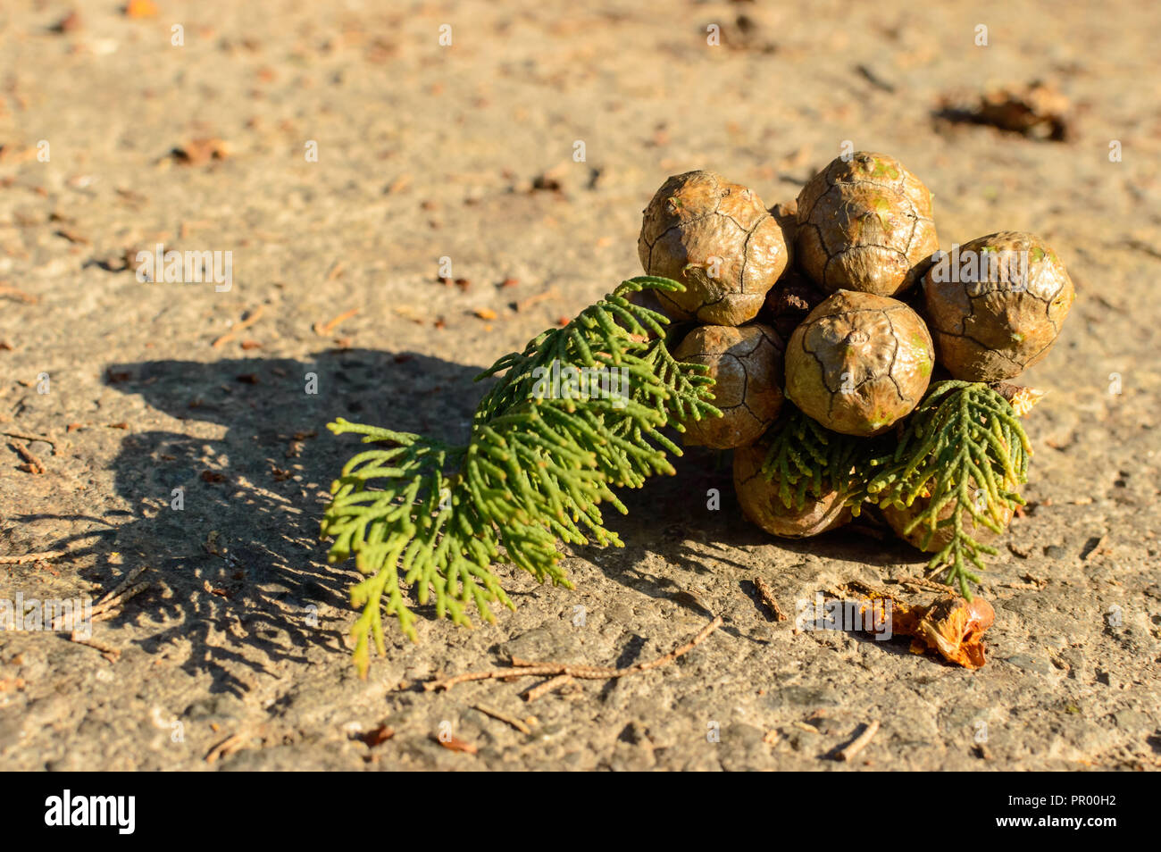 Cypress foliage and cones Stock Photo
