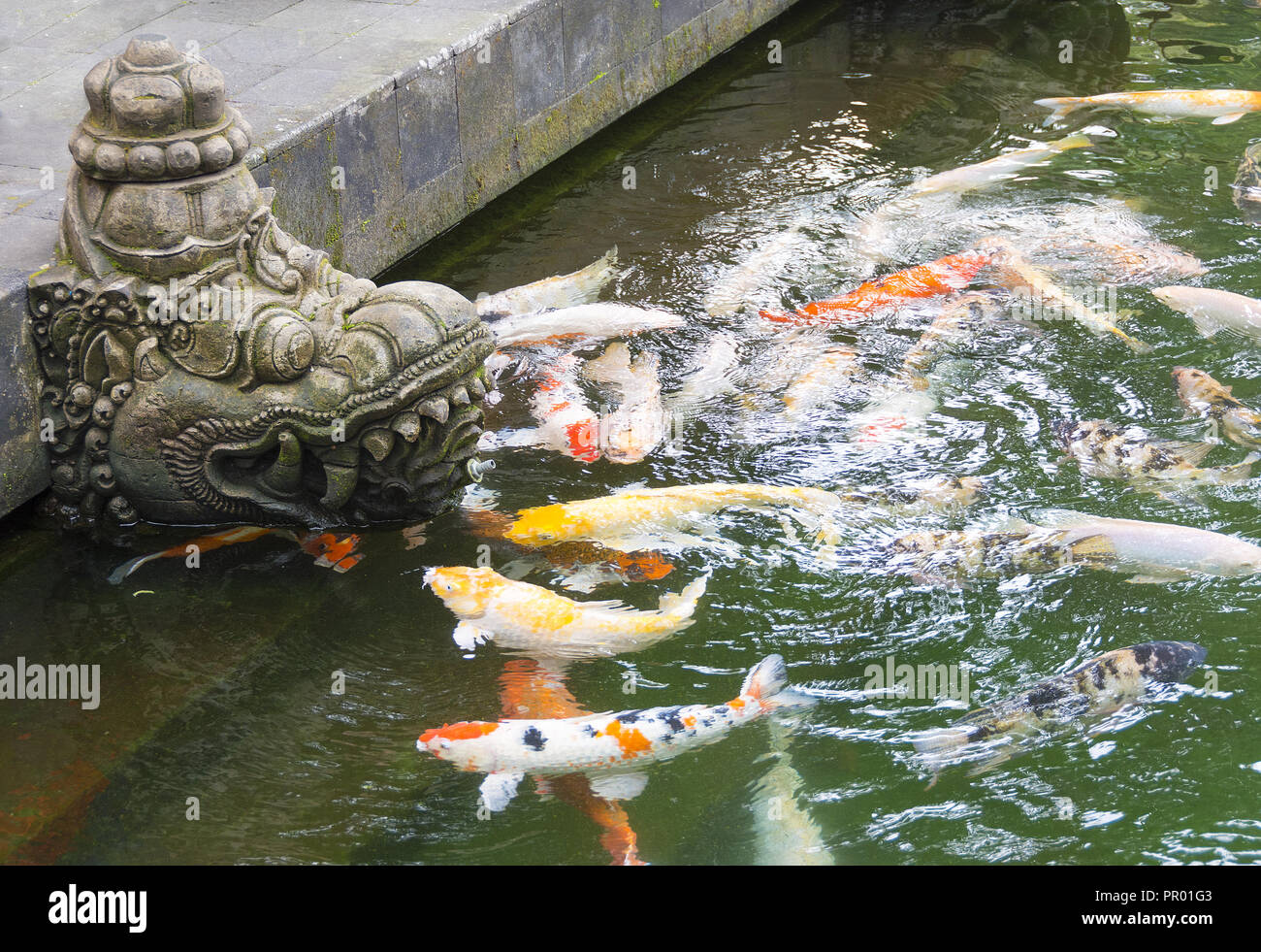 Temple fish pond with colorful Koi carp swimming near a typical Balinese Hindu stone deity figure. Stock Photo