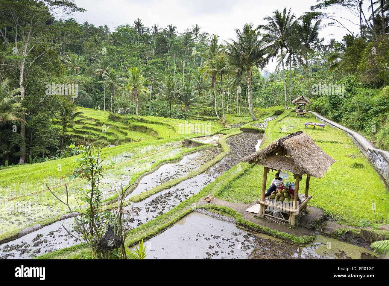 Valley view at Gunung Kawi, Bali showing rice paddy terraces and palm trees with woman selling produce. Stock Photo