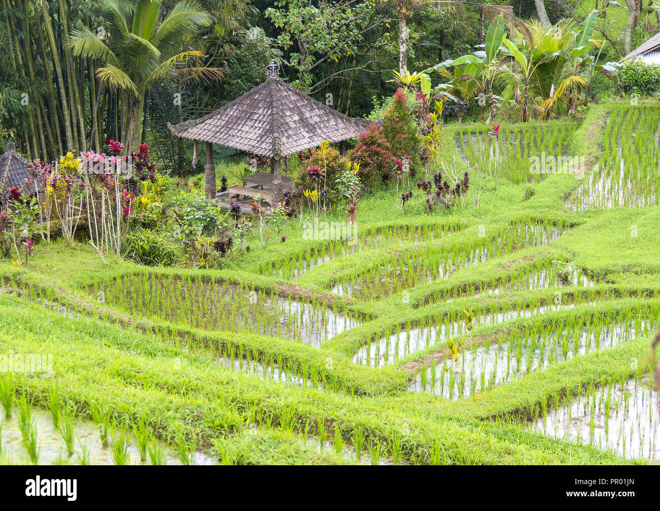 Hindu shrine or temple placed in a rice paddy field. Bali Indonesia. Stock Photo
