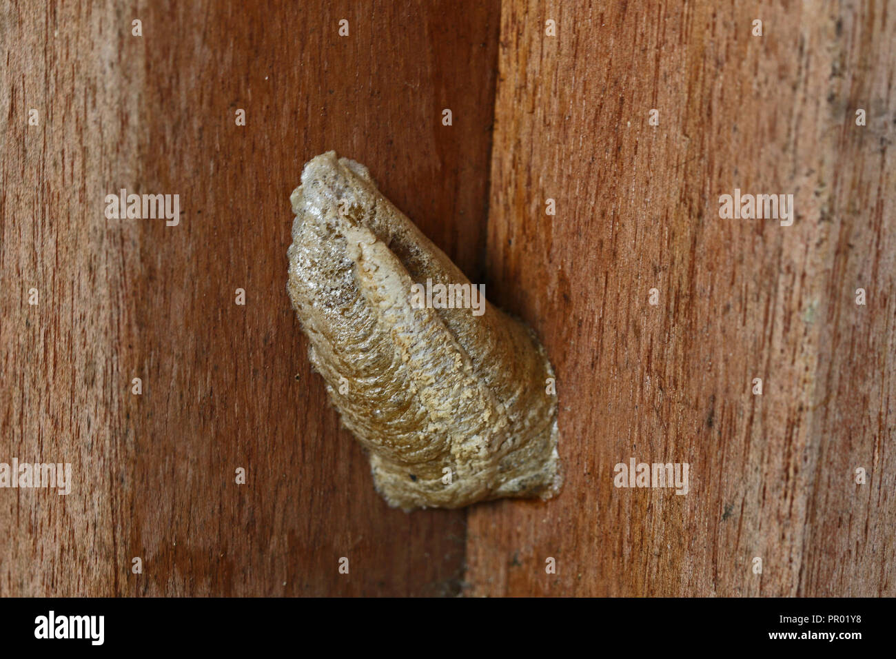 Praying mantis ootheca hires stock photography and images Alamy