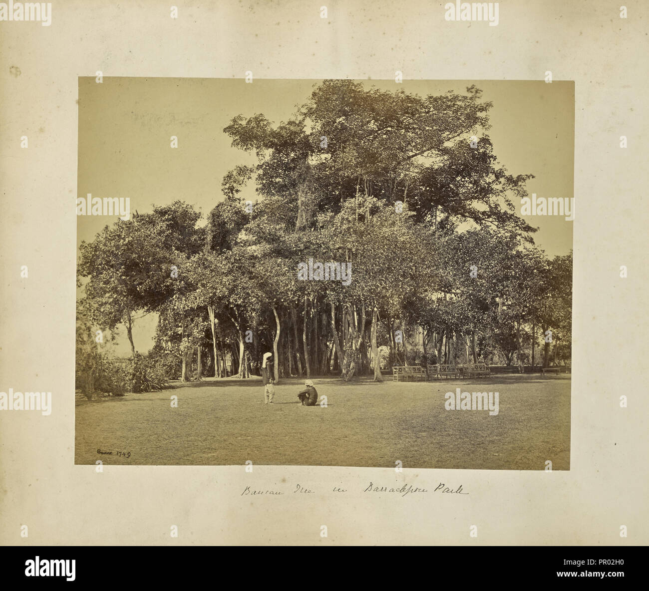 Calcutta; Banian Tree in Barrackpore Park, general view; Samuel Bourne, English, 1834 - 1912, Calcutta, West Bengal, India Stock Photo