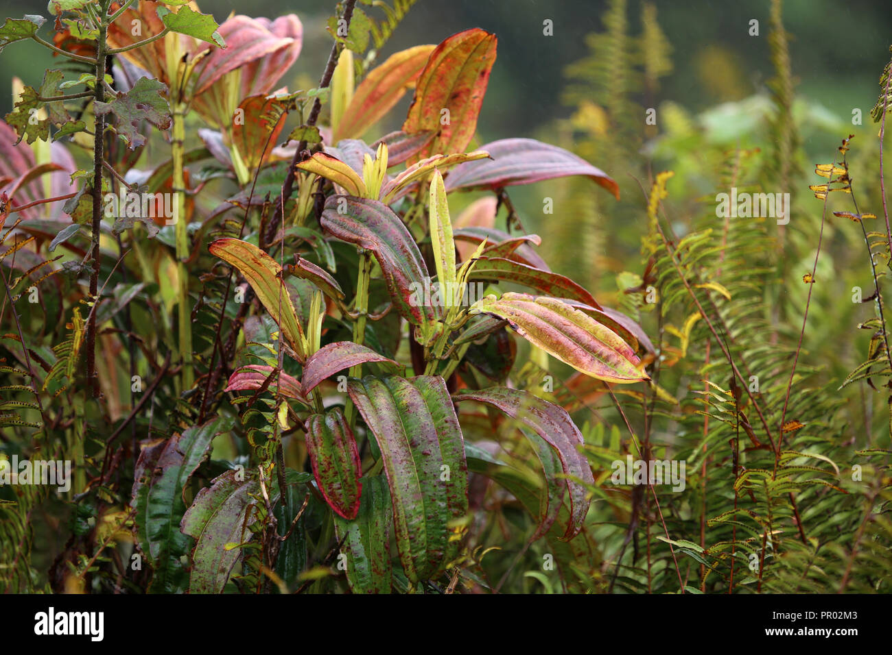 colorful thick island interior vegetation Stock Photo